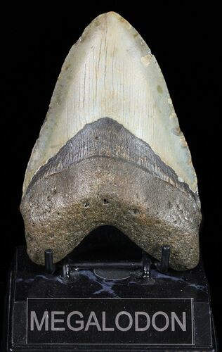 Large, Megalodon Tooth - North Carolina #58485